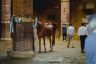 Palio 2 luglio 2019: la gallery della prima e della seconda prova